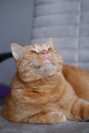 Un grand chat domestique rouge regarde autour de lui de près. pelucheux animal de compagnie repose sur une chaise. un chat domestique s'allonge sur une chaise et lève les yeux. Un beau chat domestique rouge aux grands yeux orangés, fourrure moelleuse, longue moustache couchée et reposée