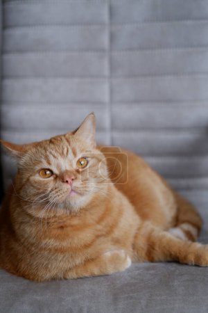 Un grand chat domestique rouge regarde autour de lui de près. pelucheux animal de compagnie repose sur une chaise. un chat domestique s'allonge sur une chaise et lève les yeux. Un beau chat domestique rouge aux grands yeux orangés, fourrure moelleuse, longue moustache couchée et reposée