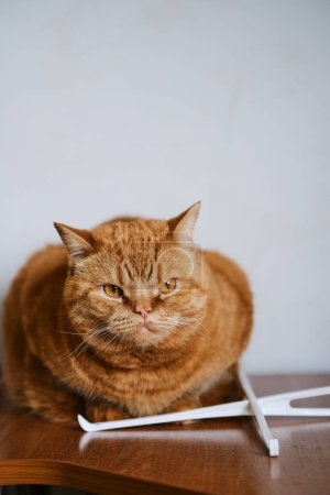red pet sits on a computer table against a white wall background. a large red beautiful cat sits on the table and looks straight into the camera