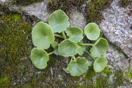Wildes Mauerpennykraut wächst auf einem Felsen