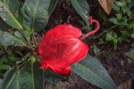 Rote Pflanze Anthurium scherzerianum, bekannt als Flamingoblume in einem Gewächshaus