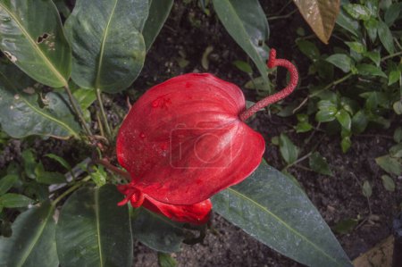 Rote Pflanze Anthurium scherzerianum, bekannt als Flamingoblume in einem Gewächshaus