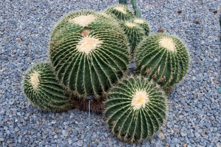 set with several sphere-shaped cacti