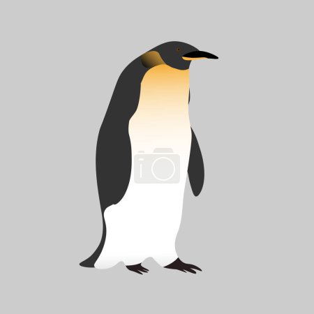 Netter realistischer Kaiserpinguin auf grauem Hintergrund. Realistischer Vogel der Antarktis. Editierbarer Vektor für Verpackungen, Papier, Drucke und Karten, Unterrichtsmaterialien, Designelemente.