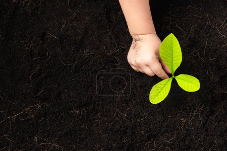 Ansicht von oben: Kind pflanzt jungen Baumsetzling auf schwarzer Erde im Garten, Konzept der globalen Umweltverschmutzung, Save Earth Day und Hand Environment Conservation