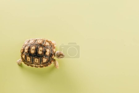 Photo for African spurred Sulcata tortoise walking isolated on yellow background, desert tortoise - Royalty Free Image