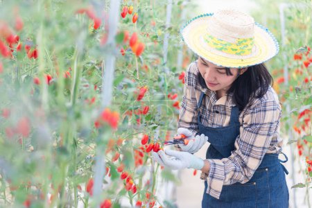 Téléchargez les photos : Femme agricultrice heureuse coupant des tomates mûres biologiques d'un buisson avec des ciseaux dans le jardin de serre, légumes de jardinage de tomate concept de ferme biologique - en image libre de droit