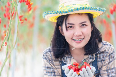 Téléchargez les photos : Portrait d'agricultrice jeune femme en uniforme souriant tenant des tomates rouges fraîches sur les mains après la récolte fraîche, tomate bio jardin alimentaire concept de petite entreprise - en image libre de droit