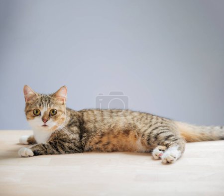 Photo for In this heartwarming cat portrait, an isolated little grey Scottish Fold cat stands on a white background, showcasing its playful and cheerful nature with a straight tail. - Royalty Free Image