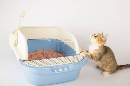 Foto de Un gato aislado en una caja de arena subraya la importancia del cuidado e higiene de los animales. La bandeja de gato contra un fondo blanco prístino es donde el gato se sienta para sus necesidades de inodoro. - Imagen libre de derechos