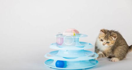 Téléchargez les photos : Dans un cadre familial, un chaton orange ludique est engagé avec une tour spirale en forme de pyramide bleue. Atteignant des boules colorées, ces adorables bestioles pour chats font un portrait animal charmant et interactif. - en image libre de droit