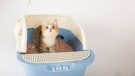 Téléchargez les photos : Dans un cadre isolé, un chat occupe une litière soulignant l'importance des soins et de l'hygiène des animaux. Le plateau de chat posé sur un fond blanc propre est la toilette choisie par les chats. - en image libre de droit