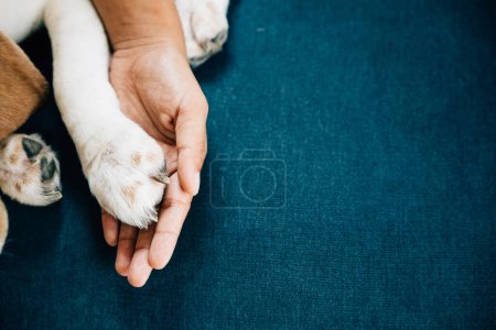 Photo for In a touching display of trust and friendship, a dogs paw is securely held by a womans hand, emphasizing the unwavering connection and profound love shared between dogs and their human owners. - Royalty Free Image
