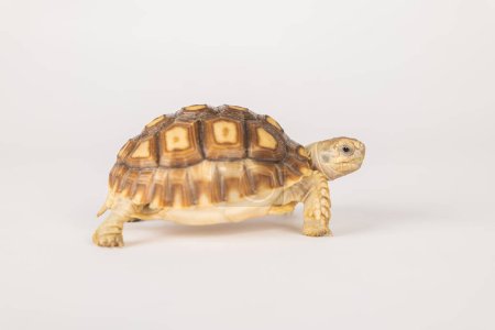 Photo for Meet the African spurred tortoise, or sulcata tortoise, in this isolated portrait on a white background. Its unique design and adorable appearance make it a true beauty in the world of reptiles. - Royalty Free Image