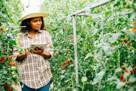 Téléchargez les photos : Agriculture intelligente avec une agricultrice contrôlant les tomates biologiques sur une tablette numérique dans la serre. Propriétaire sourit tout en examinant les légumes, mettant en valeur l'innovation dans l'agriculture. - en image libre de droit
