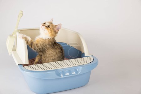 Foto de Un gato aislado posado en una caja de arena sobre un fondo blanco prístino. Destacando la importancia del cuidado e higiene de los animales esta bandeja para gatos sirve como los felinos dedicados inodoro. - Imagen libre de derechos