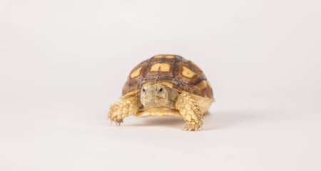 Foto de Una tortuga espoleada africana, o tortuga sulcata, aparece en este retrato aislado sobre un fondo blanco. Este reptil grande y lindo encarna la belleza del diseño de naturalezas. - Imagen libre de derechos