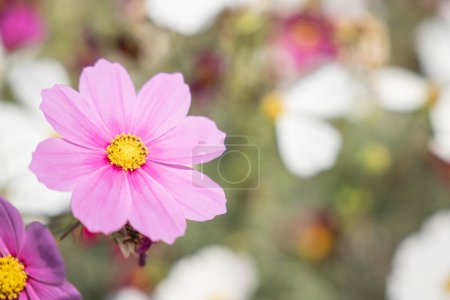 Photo for An exquisite bouquet featuring pink daisies and vibrant yellow centers dazzles with its beauty. These cheerful flowers thrive in the sunlit meadow enhancing the summer landscape. - Royalty Free Image