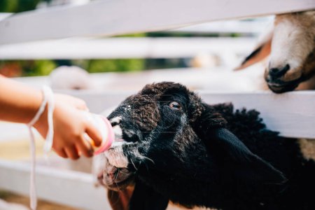 Foto de En un granero un niño alimenta con amor la leche a una oveja linda con un biberón. Este tierno momento refleja el cuidado y afecto compartido entre el niño y el mamífero joven. - Imagen libre de derechos