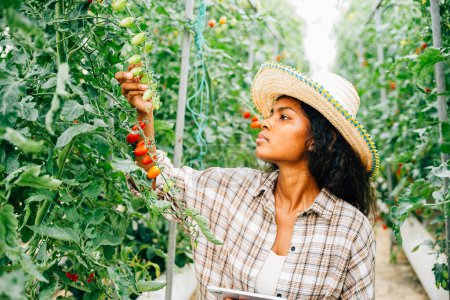Téléchargez les photos : Concept d'agriculture intelligente, la jeune agricultrice noire utilise une tablette numérique pour inspecter et contrôler la qualité des tomates dans la serre. Propriétaire sourit tout en examinant les légumes, mettant en valeur l'innovation. - en image libre de droit