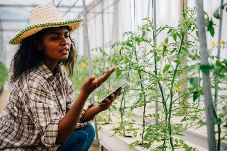 Photo for Black woman agronomist a modern farmer joyfully inspects tomato quality in a technological greenhouse. Using a tablet for smart farming she checks and controls the growth process. - Royalty Free Image