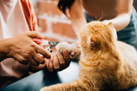 Photo for Close-up of cat nail trimming as veterinarian tends to Scottish Fold cat claws, meticulous pet care. A girl expertly cuts orange cats nails, emphasizing importance of proper nail care for animals. - Royalty Free Image