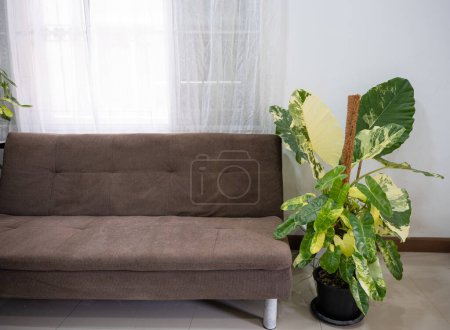 Téléchargez les photos : Plantes vertes en pot près du canapé dans le salon à la maison, Décoration intérieure déconcentrée, Décoration intérieure avec canapé en tissu et plantes d'intérieur vertes - en image libre de droit