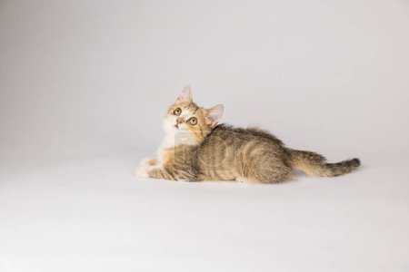 Foto de Un aislado y hermoso gatito escocés Fold gris, luciendo juguetón y alegre, es el foco de este retrato de gato sobre un fondo blanco. - Imagen libre de derechos