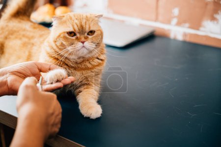 Téléchargez les photos : Mains expertes au travail, Une femme taille méticuleusement les ongles d'un Scottish Fold et d'un chat orange, soulignant l'importance d'un soin et d'une hygiène appropriés des ongles de chat. - en image libre de droit