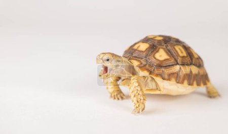 Téléchargez les photos : Une tortue africaine, également connue sous le nom de tortue sulcata, est présentée dans ce portrait isolé, mettant en valeur son design unique et son apparence mignonne sur un fond blanc.. - en image libre de droit