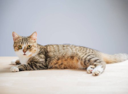 Foto de Un gato Fold escocés gris alegre y lindo está aislado sobre un fondo blanco en este hermoso retrato de gato, de pie con una cola recta. - Imagen libre de derechos