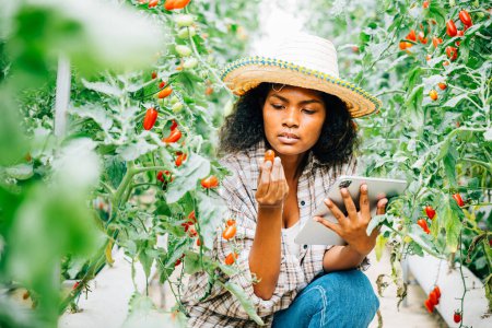 Foto de En el invernadero, una agricultora negra asiática utiliza una tableta digital para la agricultura inteligente. Propietarios trabajando, cultivando tomates, inspeccionando vegetales en busca de calidad, mostrando innovación. - Imagen libre de derechos