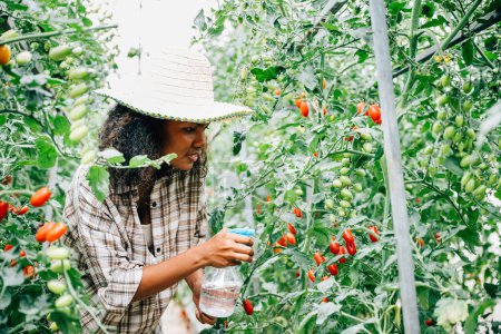 Téléchargez les photos : Dans la serre, une agricultrice noire nourrit la croissance en pulvérisant de l'eau sur les semis de tomates. Tenant une bouteille, elle assure la protection des plantes et la fraîcheur dans cette scène agricole en plein air. - en image libre de droit