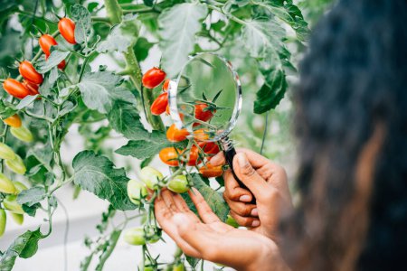 Téléchargez les photos : Une jeune agricultrice inspecte la qualité des tomates dans une serre à l'aide d'une loupe. Son expertise et son dévouement à la recherche agricole démontrent son intelligence et ses découvertes scientifiques. - en image libre de droit
