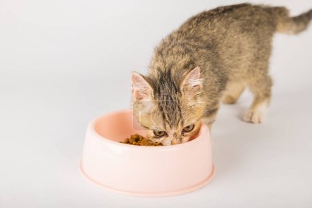 Téléchargez les photos : Dans un cadre isolé, un mignon chaton tabby est assis à côté d'un bol de nourriture en train de manger son repas sur le sol de la cuisine. La queue duveteuse des chats et la petite langue ajoutent au portrait attachant. - en image libre de droit
