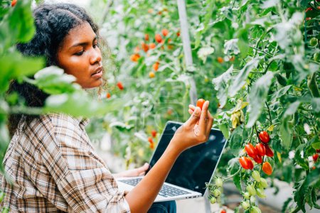 Téléchargez les photos : Farmer examine la qualité des tomates biologiques dans la serre en notant sur ordinateur portable. Un portrait souriant reflète l'expertise de l'agriculture innovante et une gestion méticuleuse de la croissance. - en image libre de droit