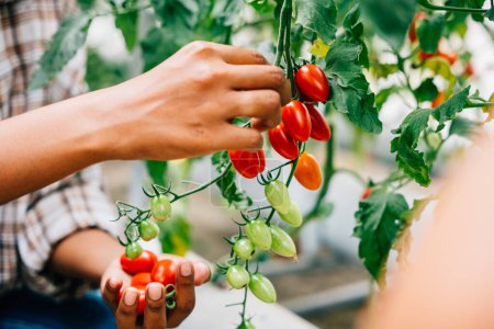 Foto de Primer plano de las manos de los agricultores sosteniendo tiernamente tomates cherry en un invernadero. La cosecha de calidad muestra un cuidado meticuloso del crecimiento. Naturaleza riqueza prospera al aire libre. - Imagen libre de derechos