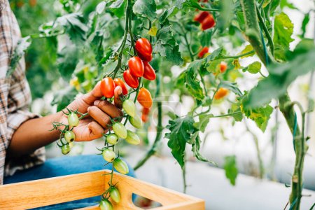 Téléchargez les photos : Au milieu d'une ferme ensoleillée, une agricultrice noire récolte des tomates rouges mûres. Couper à la main et les placer dans une caisse en bois. Mettre l'accent sur la culture des légumes et la joie de l'agriculture. - en image libre de droit