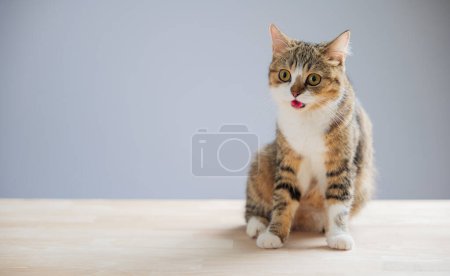 Photo for A cheerful and playful little grey Scottish Fold cat is isolated on a white background in this beautiful cat portrait. - Royalty Free Image