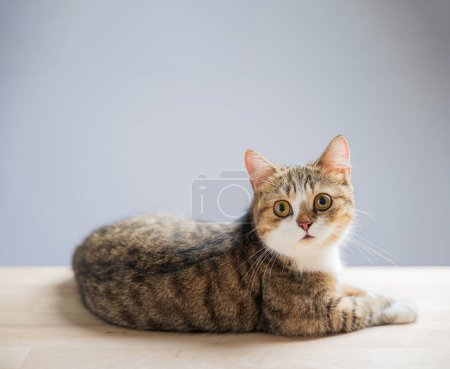 Photo for A playful and cheerful little grey Scottish Fold cat, isolated on a white background, stands with a cute, straight tail in this charming cat portrait. - Royalty Free Image