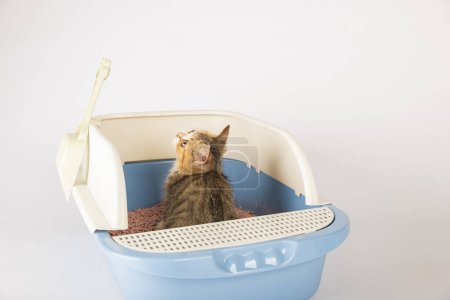 Foto de Resalte la higiene felina y el cuidado a través de un gato aislado dentro de un inodoro de arena de plástico o un cajón de arena que se muestra sobre fondo blanco. imagen educativa ilumina un ambiente limpio y bien mantenido. - Imagen libre de derechos