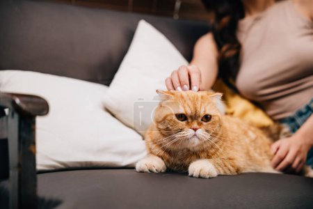 Foto de Una joven asiática encuentra alegría en su tiempo interior en casa mientras se sienta en el sofá con su amado gato escocés Fold tabby. Comparten un vínculo especial de amistad y relajación. - Imagen libre de derechos