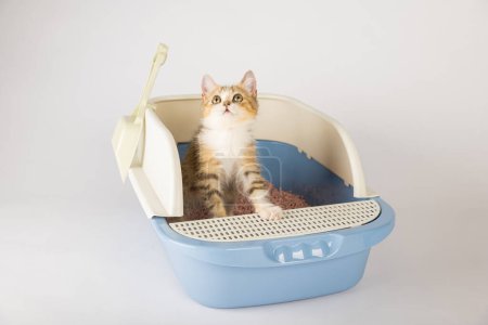Téléchargez les photos : Un chat isolé dans une litière symbolise le besoin de soins et d'hygiène des animaux. Le plateau de chat dans un contexte blanc immaculé est l'endroit où le chat s'assoit pour répondre à ses besoins de toilette. - en image libre de droit