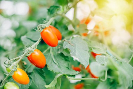 Foto de Tomates hermosos cultivados en invernadero en rama con espacio para copias. Frutas orgánicas frescas y jugosas que simbolizan la jardinería, la naturaleza brillante y la alimentación saludable al aire libre. - Imagen libre de derechos