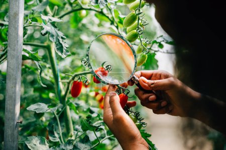 Photo for Botanist a black woman inspector uses a magnifying glass to examine tomato quality for herbology research checking for lice. Expertise and learning in plant science and farming. - Royalty Free Image
