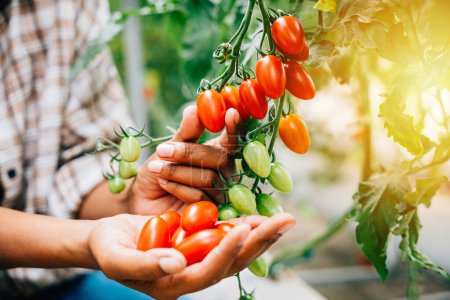 Farmers hands delicately holding cherry tomatoes in a sunny greenhouse. Quality harvest mirrors meticulous growth care. Natures colorful outdoors signify abundance.