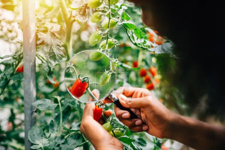 Téléchargez les photos : Dans la recherche en herboristerie, une botaniste noire utilise une loupe pour inspecter les plants de tomates afin de s'assurer de la qualité des légumes. Expertise et apprentissage en phytotechnie et en agriculture. - en image libre de droit