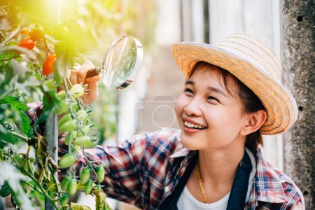 Photo for Close-up of a vegetable tomato scientist a young woman farmer inspecting tomatoes in a greenhouse using a magnifying glass. Engaged in farming research exploring growth and biology. - Royalty Free Image