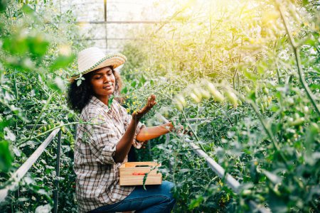 Foto de Una agricultora negra riega plantas de tomate usando una botella de spray en un invernadero. Atención dedicada al crecimiento y la tecnología en las prácticas agrícolas a pequeña escala. - Imagen libre de derechos