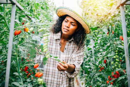 Foto de Mujer negra agricultora en el invernadero usando una botella para rociar agua sobre plántulas de tomate. Al participar en el cuidado del crecimiento, sostiene el aerosol para la protección de plantas y garantiza la frescura en el entorno al aire libre.. - Imagen libre de derechos